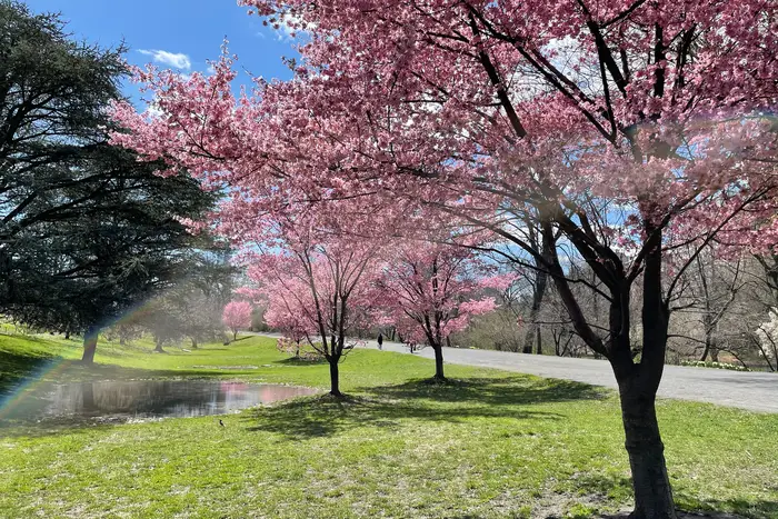 Photos of cherry blossoms blooming in Central Park in March 2021